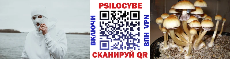 Купить где  Берёзовский  Галлюциногенные грибы мицелий 